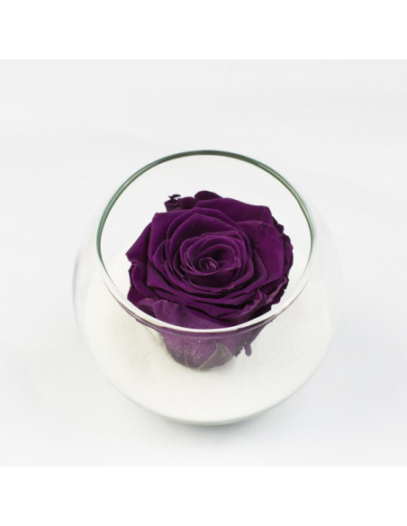 Une bulle de rose stabilisée