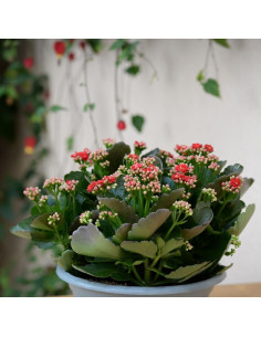Une coupe de Kalanchoe