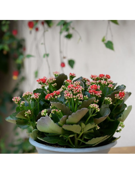 Une coupe de Kalanchoe