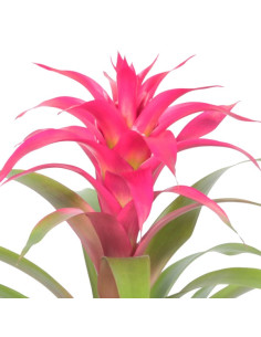 Un guzmania 2