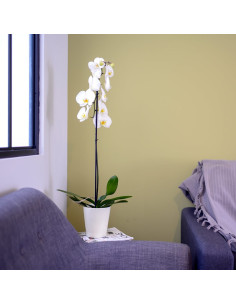 Une orchidée phaleanopsis