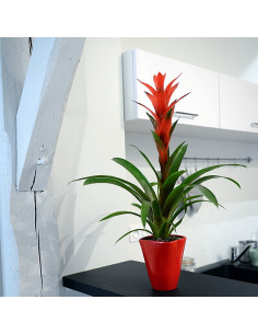 Un guzmania