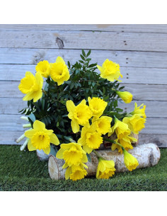 Une brassée de jonquilles
