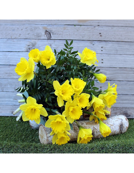 Une brassée de jonquilles