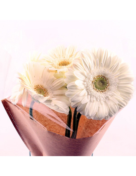 Une botte de germinis blancs