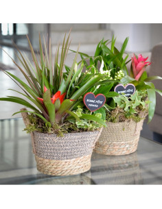 Un panier de plantes intérieur 2