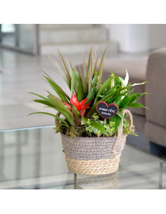 Un panier de plantes intérieur