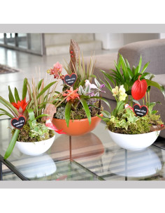 Une coupe de plantes d'intérieur 2