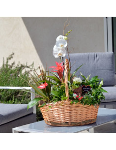 Une composition de plantes dans une corbeille en  osier