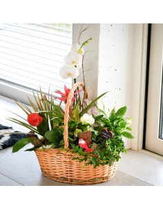 Une composition de plantes dans une corbeille en  osier 2