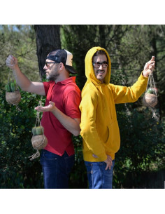 une plante verte suspension