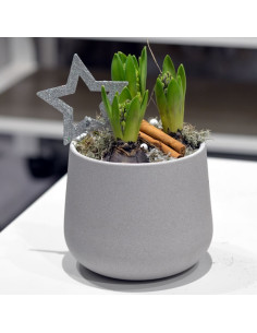 Une coupe de jacynthe