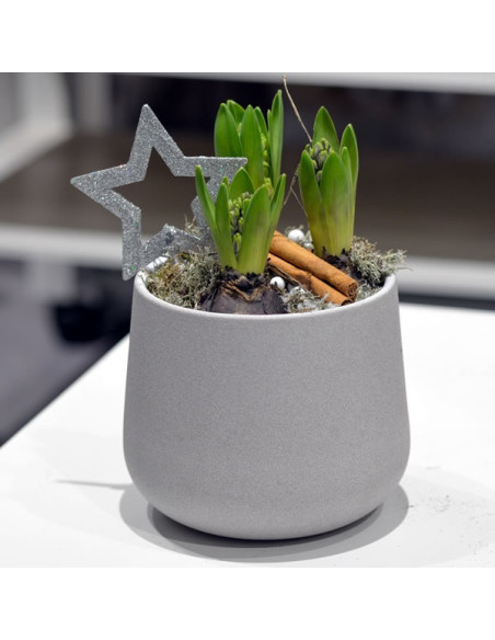 Une coupe de jacynthe