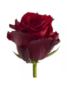 La rose pièce rouge 2