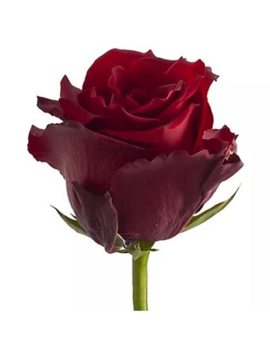 La rose pièce rouge