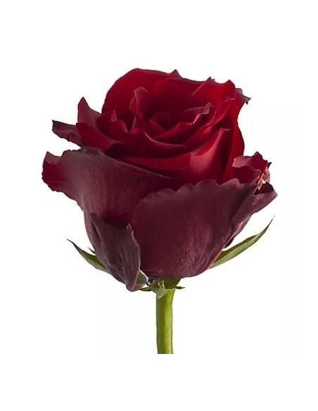 La rose pièce rouge