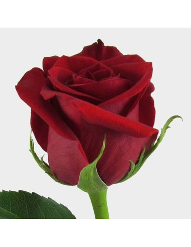 La rose pièce rouge