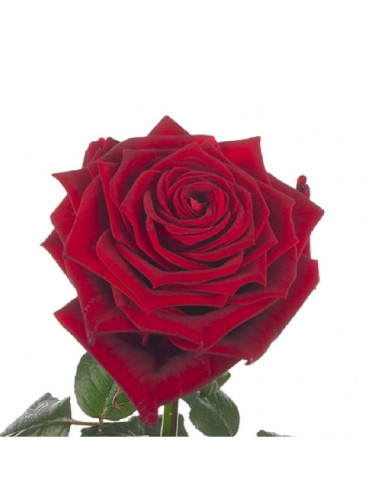 La rose pièce rouge