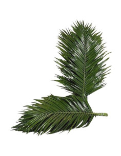 Feuillage roebellini