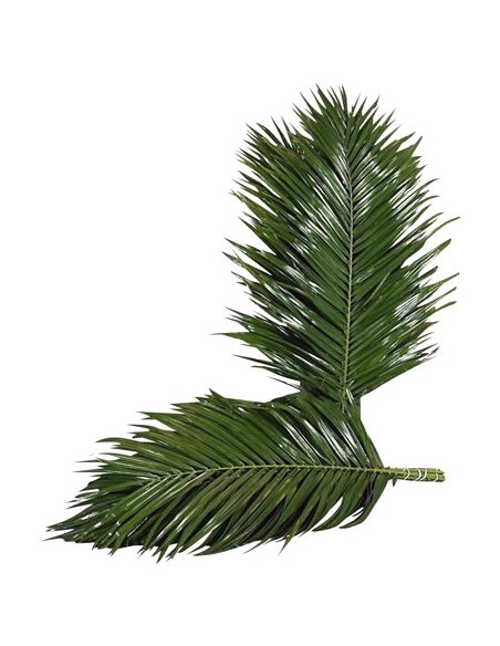 Feuillage roebellini