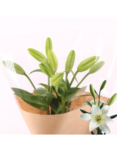 Une botte de lys asiatique