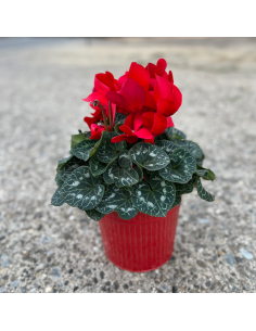 Cyclamen en pot de 17 cm