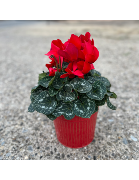 Cyclamen en pot de 17 cm