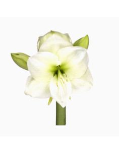 Amaryllis 2