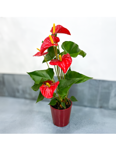 Anthurium rouge