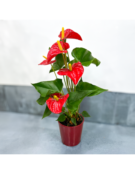 Anthurium rouge